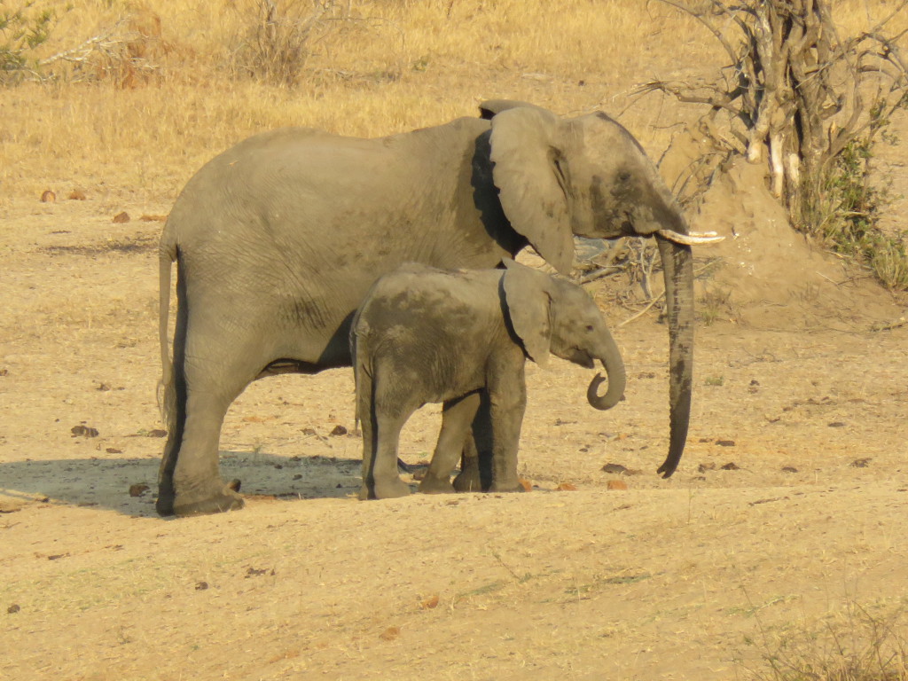baby olifant