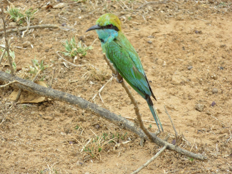 Wildlife in Sri Lanka klein grut