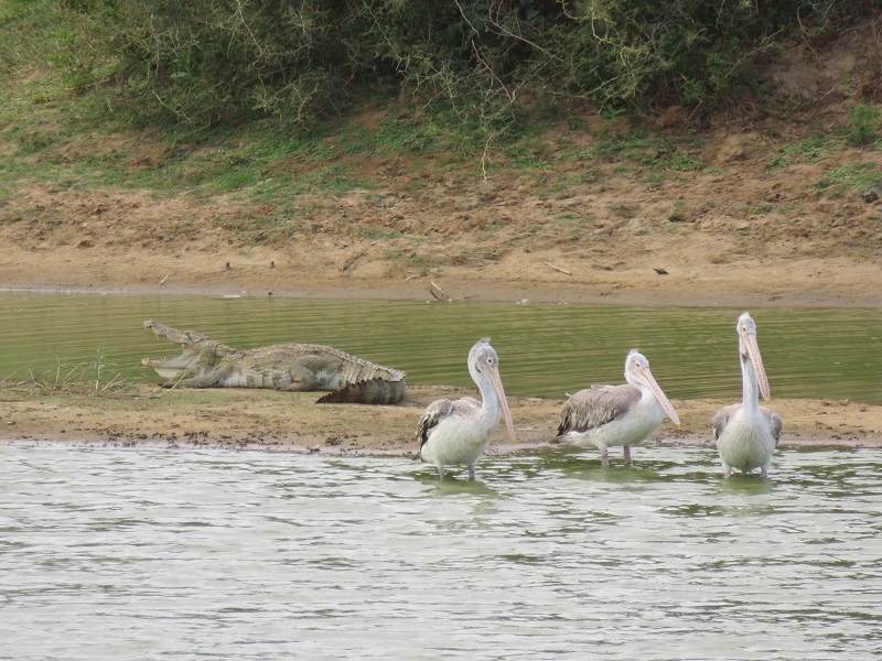 Wildlife in Sri Lanka pelikanen en krokodil