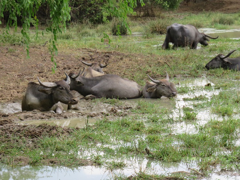 Wildlife in Sri Lanka waterbuffels