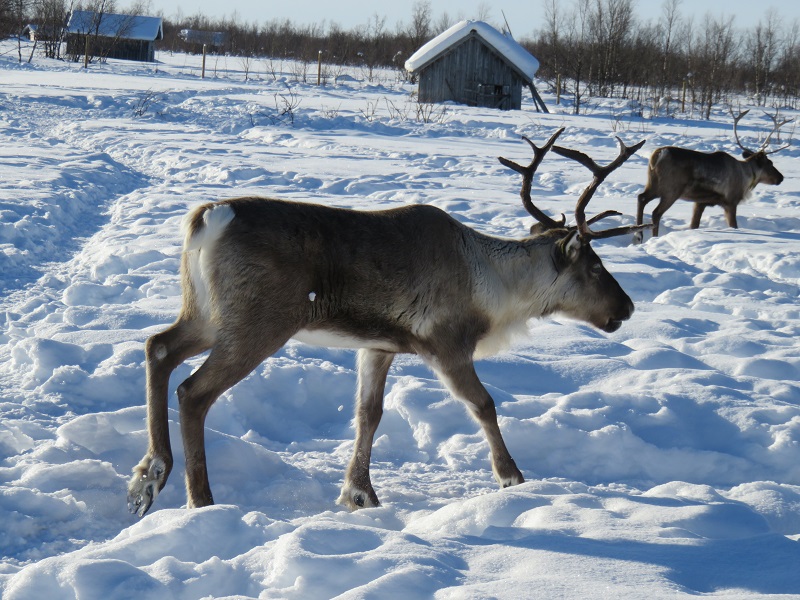 Excursies in Zweeds Lapland Sami en hun rendieren
