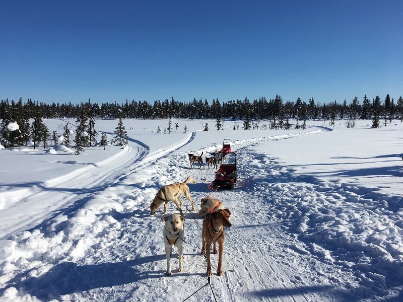 Excursies in Zweeds Lapland huskytocht